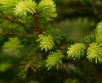 Balsam Fir Fragrance Oil